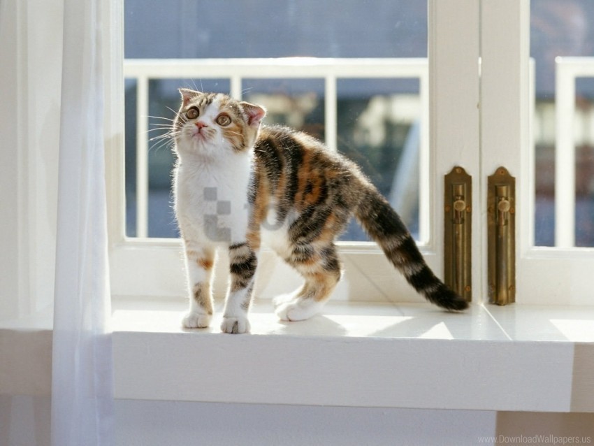 kitten sit window seat wallpaper PNG free download transparent background