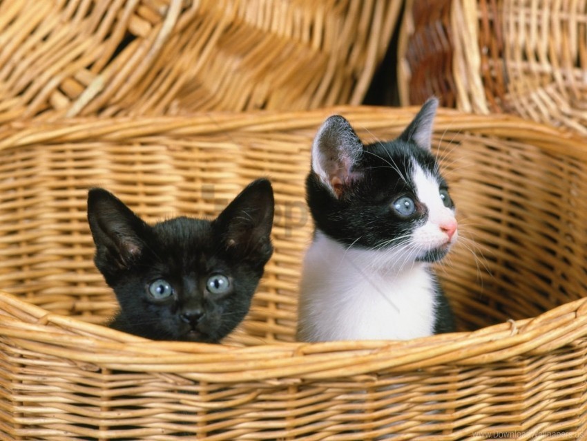 kittens look out shopping sitting wallpaper PNG for business use