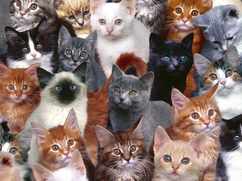kittens many photoshop wallpaper Transparent PNG images for digital art