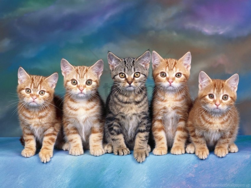 kittens many sitting wallpaper PNG with isolated background