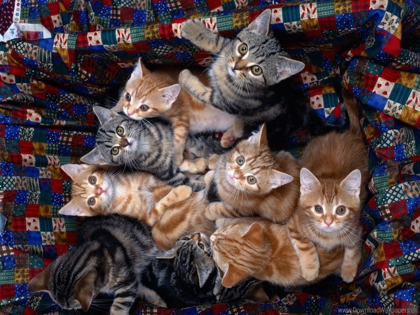 kittens many sitting wallpaper PNG file with alpha