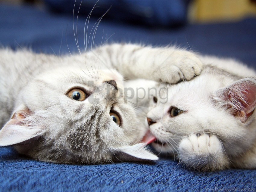 kittens pair playful striped wallpaper Clear background PNG clip arts