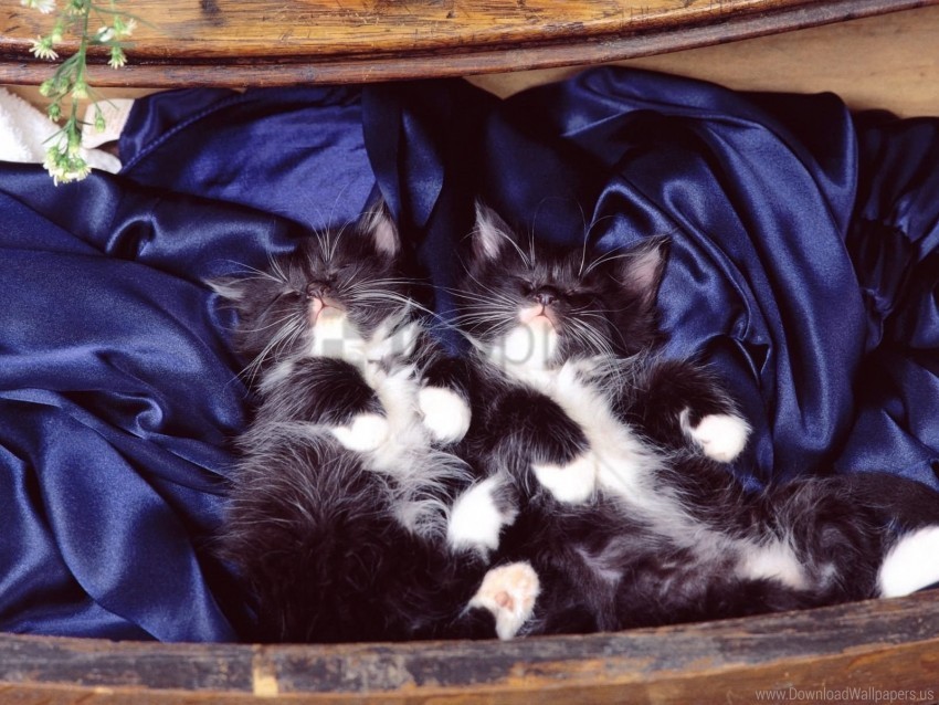 kittens pair silk wallpaper Transparent PNG image
