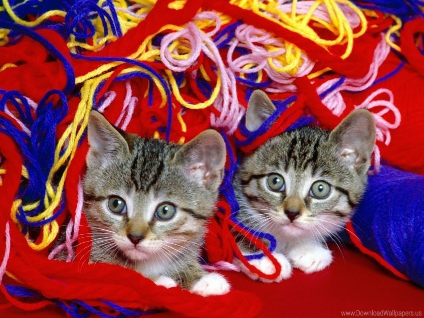 kittens see steam thread wallpaper PNG for t-shirt designs