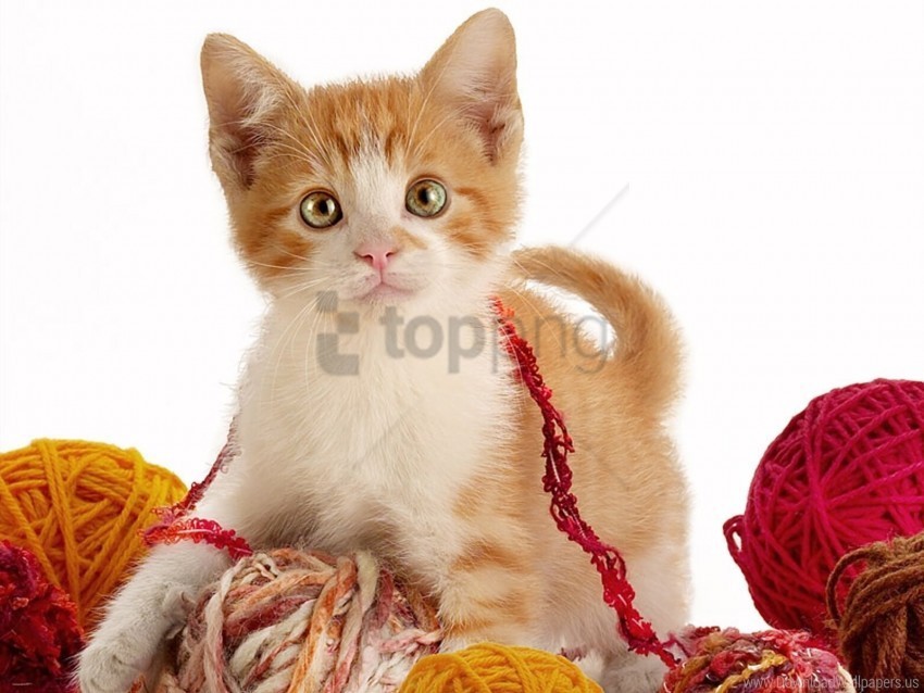kitty play strings wallpaper PNG download free