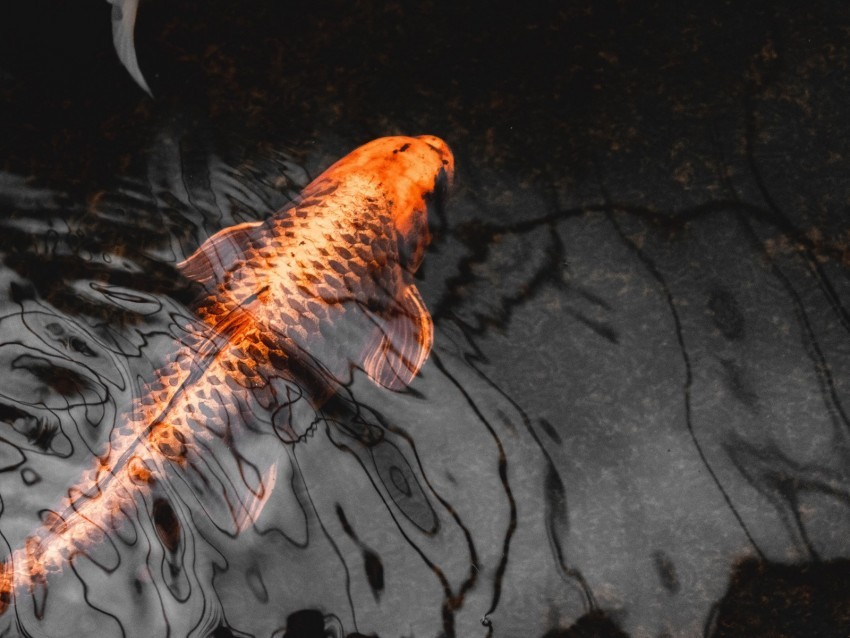 koi carp fish water closeup High-resolution PNG images with transparency