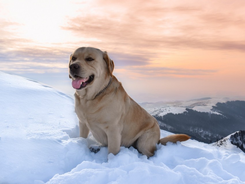 labrador dog snow mountains PNG icons with transparency 4k wallpaper