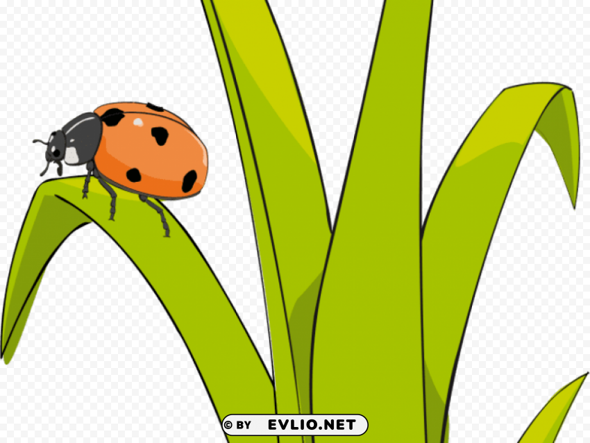 ladybug grass Isolated Element on HighQuality Transparent PNG PNG transparent with Clear Background ID 0caf76a6