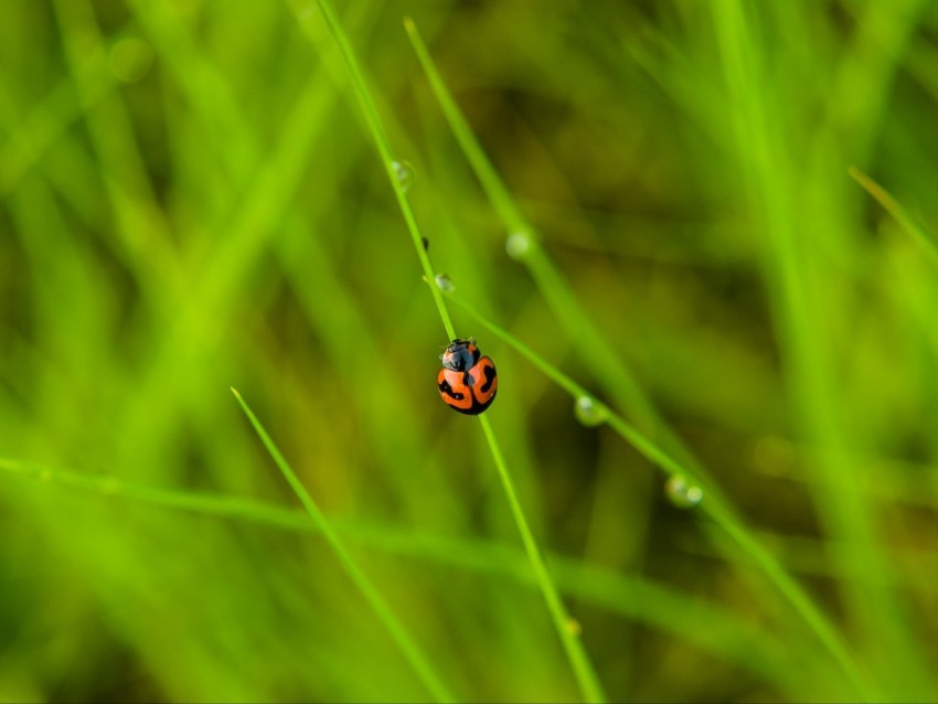 ladybug grass dew insect macro Isolated Item with Clear Background PNG