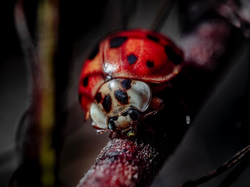 ladybug insect macro blur PNG files with transparent elements wide collection