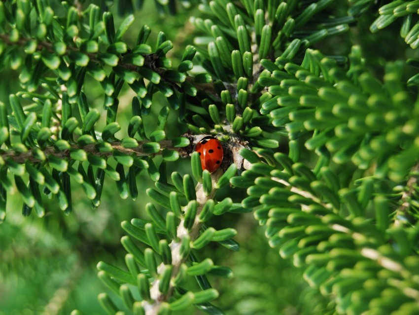 ladybug insect macro branches Clear background PNG images bulk 4k wallpaper