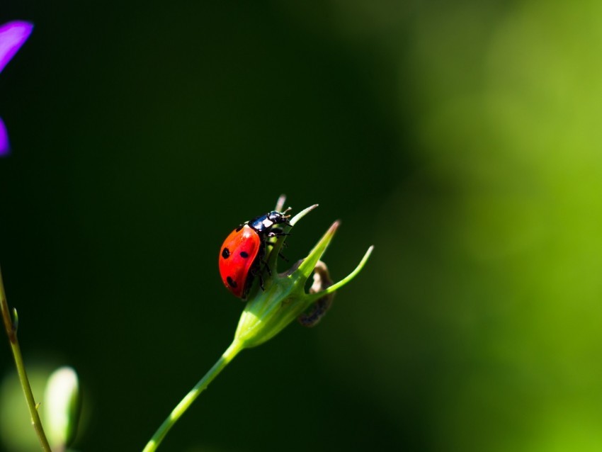 ladybug insect red macro closeup Isolated PNG on Transparent Background