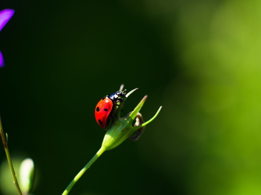 ladybug insect red macro closeup Isolated PNG on Transparent Background 4k wallpaper