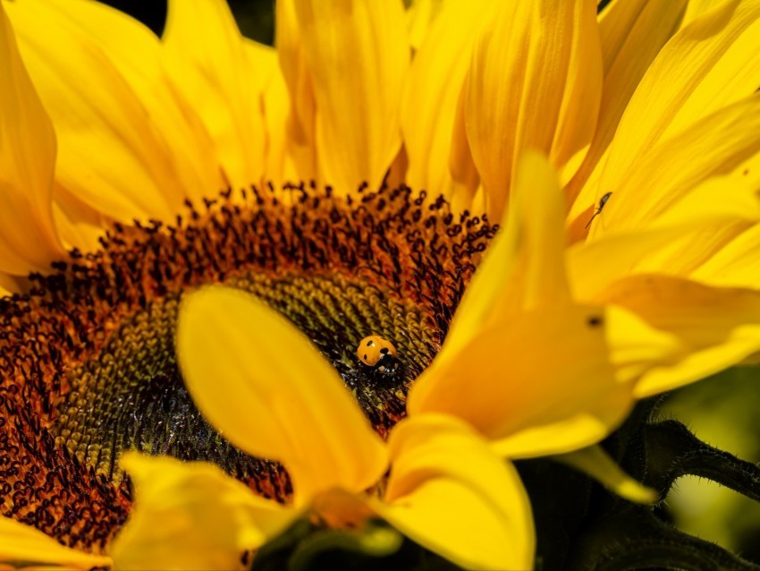 ladybug sunflower flower insect macro PNG for personal use