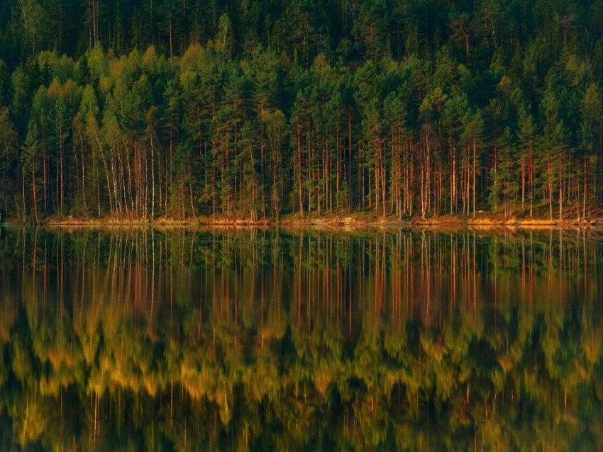 lake forest reflection trees shore landscape Transparent PNG Artwork with Isolated Subject