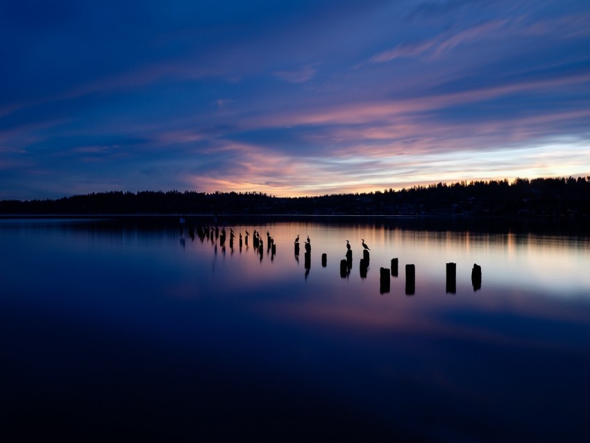 lake sunset silhouettes birds horizon trees Clear Background PNG Isolated Design 4k wallpaper