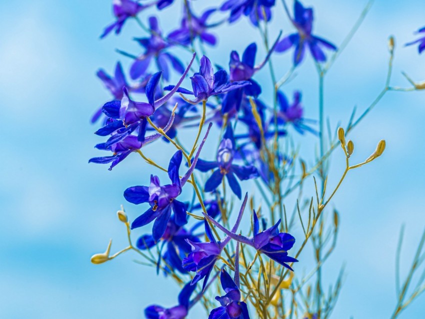 larkspur field flowers plant flowering wild Isolated Element in HighQuality PNG