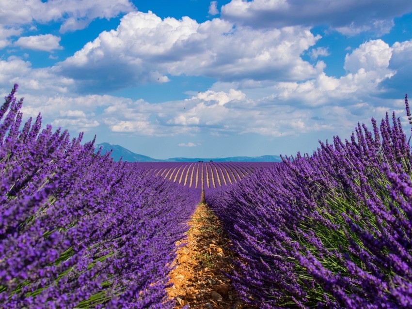 lavender field sky bloom PNG with cutout background 4k wallpaper