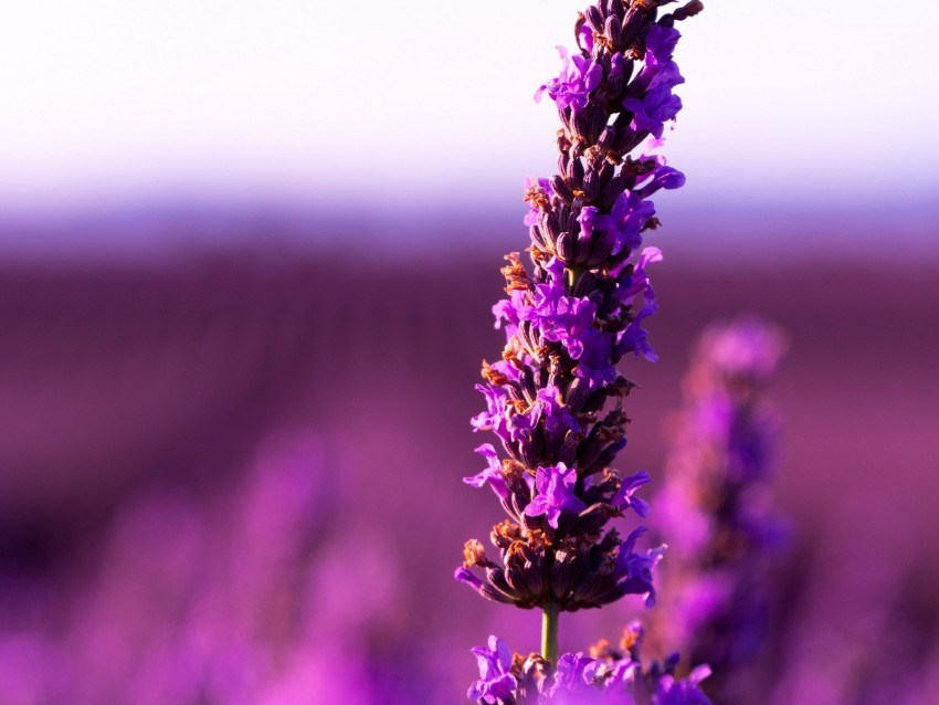 lavender flower purple inflorescence blur Isolated Illustration on Transparent PNG