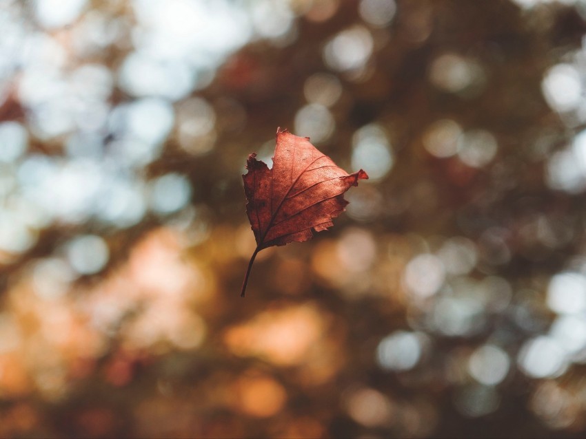 leaf autumn glare bokeh fallen levitation flight PNG with no cost