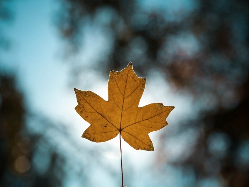 leaf autumn maple closeup blur Alpha channel transparent PNG