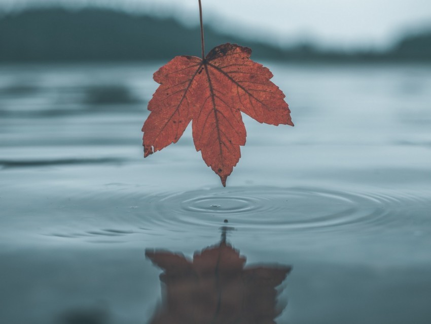 leaf autumn water reflection circles Isolated Subject on HighResolution Transparent PNG