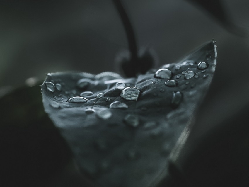 leaf drops macro wet dew dark PNG transparent backgrounds