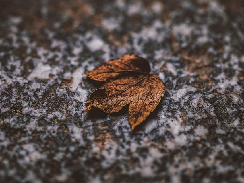 leaf dry stone brown autumn PNG images with clear backgrounds 4k wallpaper