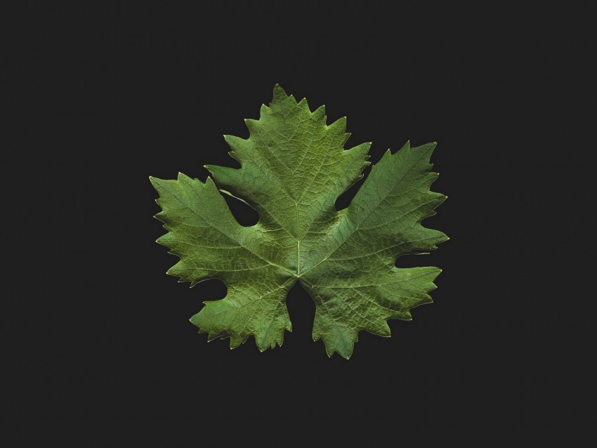 leaf green minimalism closeup PNG Isolated Illustration with Clarity