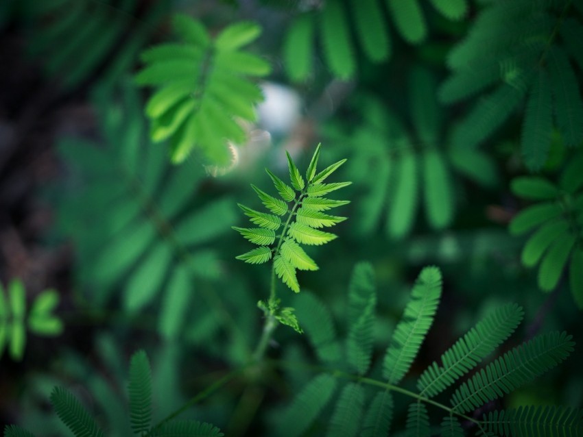 leaf green plant branch blur Background-less PNGs