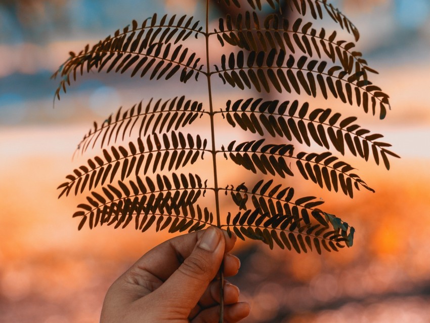 leaf hand branch plant blur PNG images alpha transparency 4k wallpaper