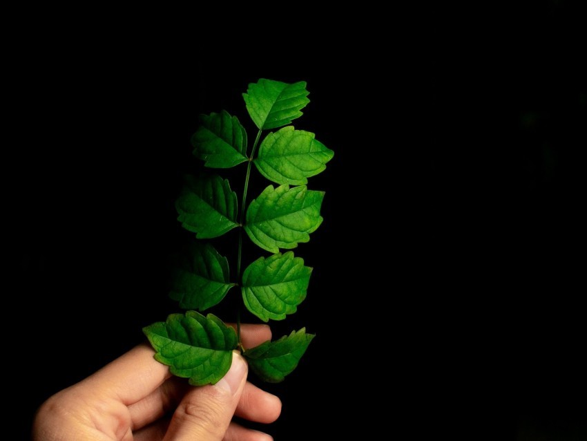 leaf hand plant branch green PNG images with transparent elements pack
