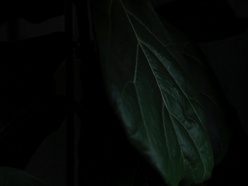leaf macro dark shadow green PNG Image Isolated on Transparent Backdrop 4k wallpaper