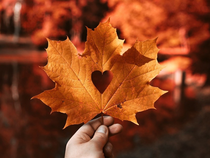 leaf maple autumn heart hand blur PNG transparent pictures for editing 4k wallpaper