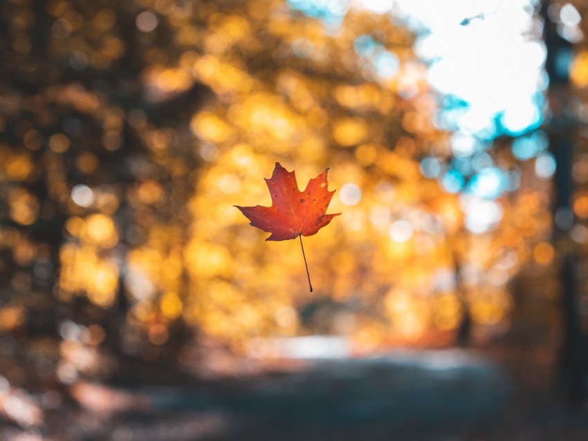 leaf maple autumn levitation blur Transparent background PNG stockpile assortment