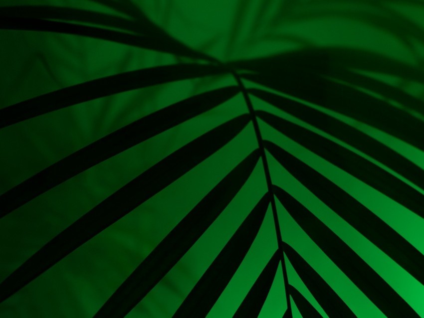 leaf neon palm light dark High-resolution transparent PNG images assortment 4k wallpaper