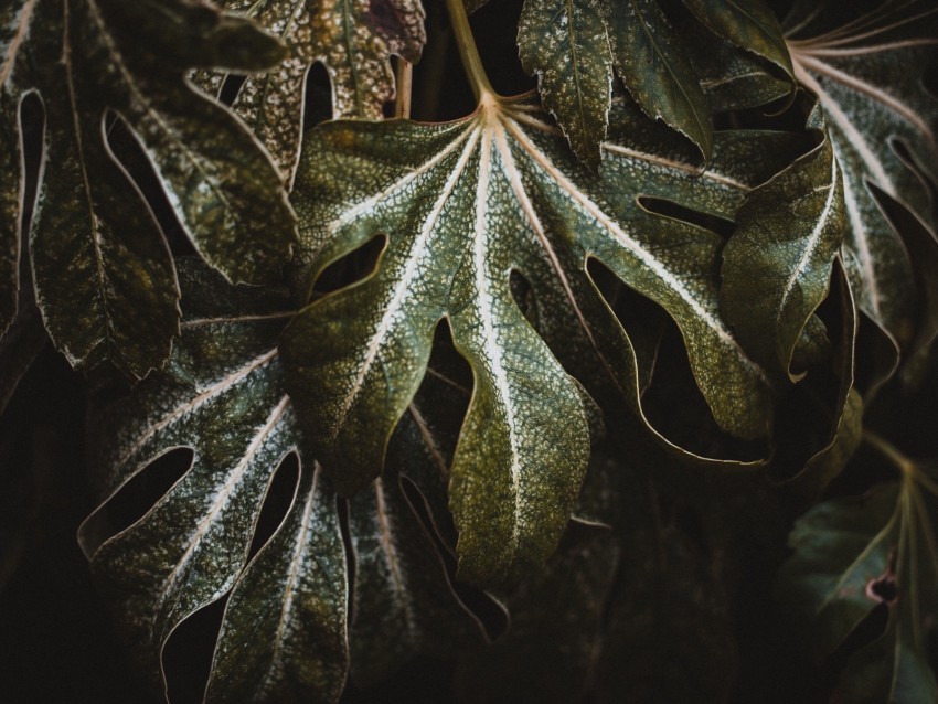 leaf plant carved green macro closeup Transparent background PNG images comprehensive collection