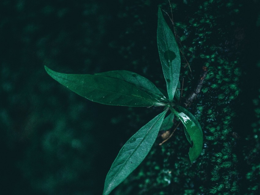leaf plant drops moisture green macro PNG for digital art 4k wallpaper