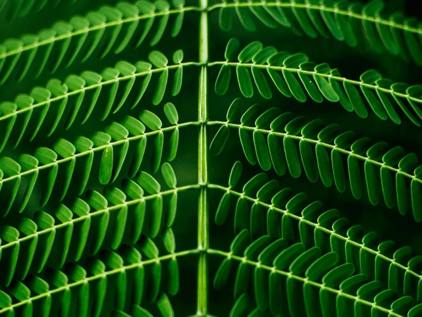 leaf plant green branch blur symmetry Isolated Subject on HighQuality PNG