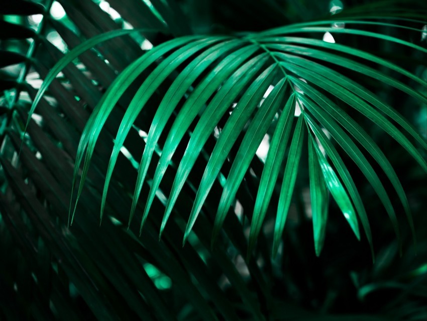 leaf plant green dark shadow PNG objects 4k wallpaper