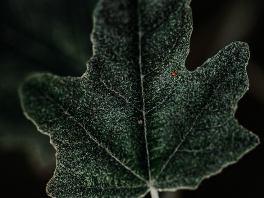 leaf plant green macro Clear Background PNG with Isolation