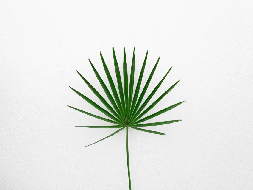 leaf plant minimalism green white Isolated Artwork in HighResolution Transparent PNG 4k wallpaper