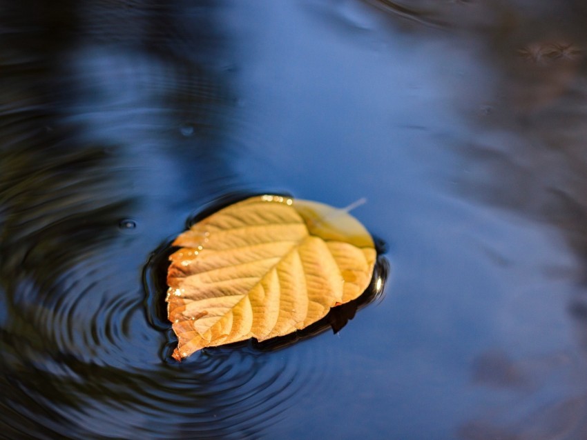 leaf puddle water yellow closeup Transparent PNG images extensive gallery