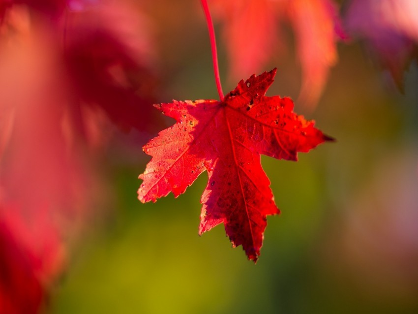 leaf red macro autumn Free PNG images with alpha channel