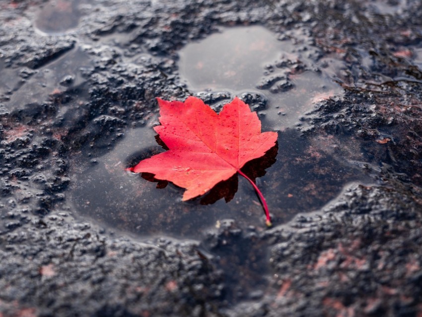 leaf red puddle maple wet after rain Transparent art PNG