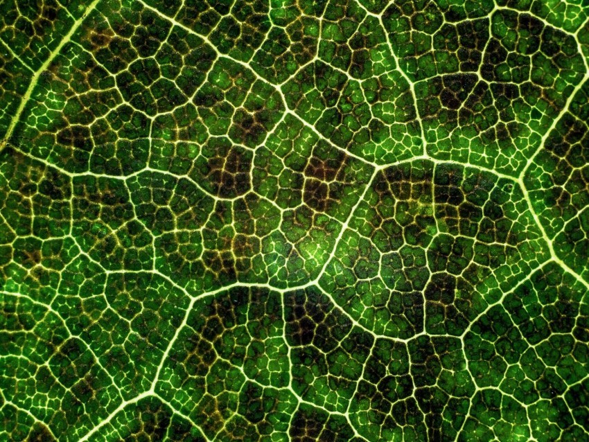 leaf texture macro surface plant veins lines green photosynthesis Isolated Subject on HighResolution Transparent PNG 4k wallpaper