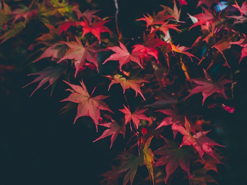 leaves autumn blur branches autumn colors Free PNG download 4k wallpaper