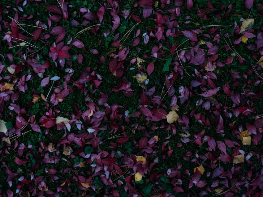 leaves autumn grass fallen autumn colors Transparent PNG images wide assortment 4k wallpaper