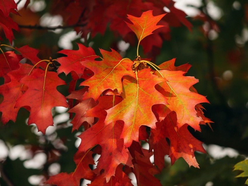 leaves autumn red october PNG pictures without background
