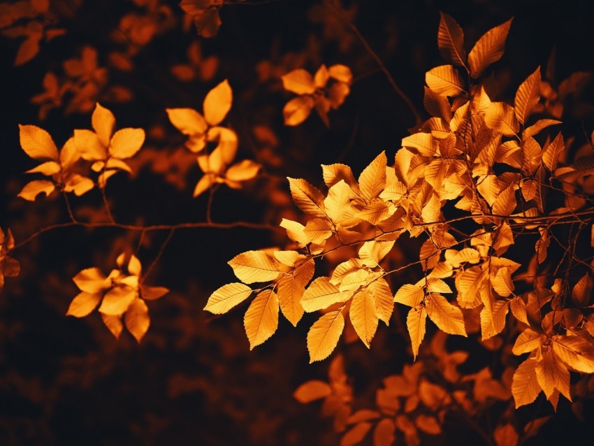 leaves branch autumn blur foliage Isolated Artwork on Transparent PNG